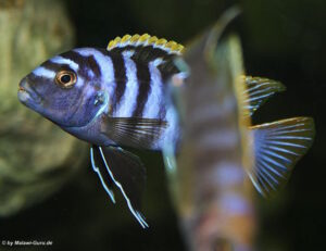 Labidochromis sp. 'mbamba' Mbamba Bay